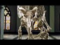 Playing Fetch With A Triceratops Scene - NIGHT AT THE MUSEUM 3 (2014) Movie Clip