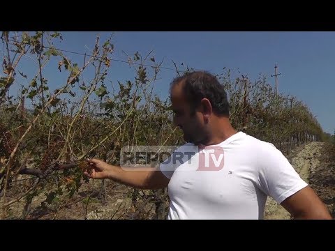 Report Tv -