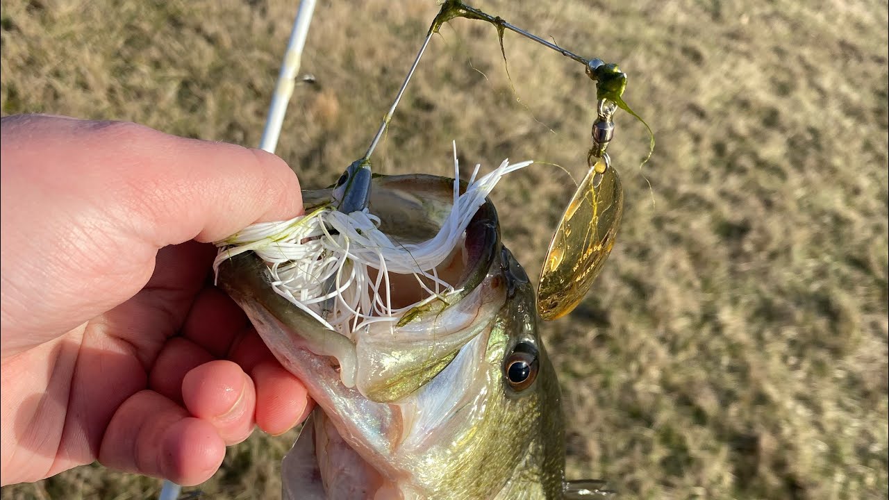 Winter Spinnerbaits CATCH Fish YouTube