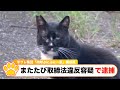 『またたび取締法違反で逮捕 半グレ集団「肉球ぷにぷに一家」』