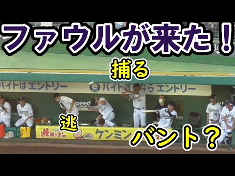 【逃・捕・打】ファウルがベンチを襲う。素手で捕りに行く斎藤コーチ