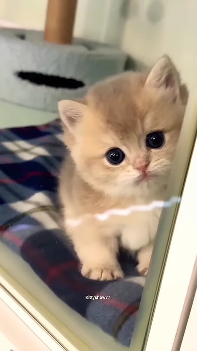 cat cute #cat #kitten #pets #cute #remix #techno #fypviralシ #shortviral