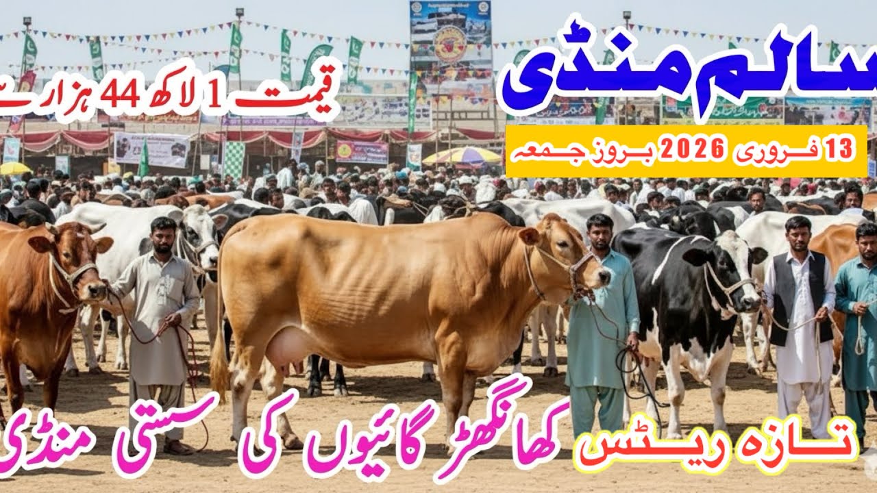 Salam Mandi Bhalwal | Salam Mandi Fresh Rates And Updates | Khangar Cows For Sale 13 February 2026
