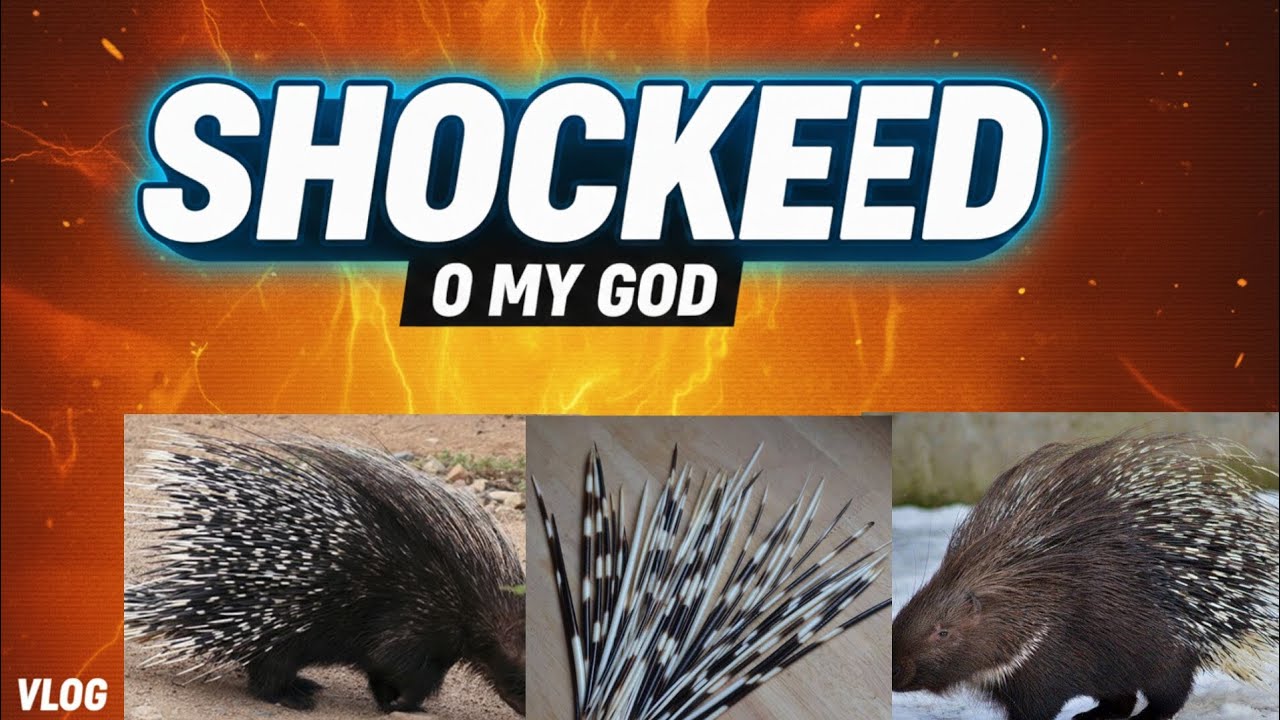 Shocked 😱 OMG! Porcupine Attack in Fort Munro | Dangerous Wild Animal Vlog