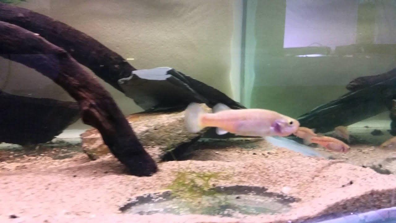 Allotoca goslinei Rio Potrero Grande Col Ivan Dibb