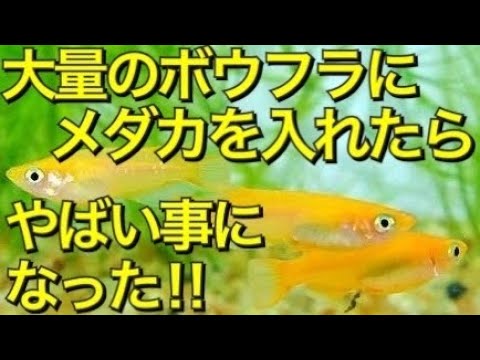 ボウフラ駆除 害虫駆除 メダカで蚊対策 大量のボウフラの中にメダカ１０匹を入れて実験してみました クリア水槽でメダカとボウフラの様子がすべてわかります ボウフラ動画の中で一番すごくわかりやすいです Youtube