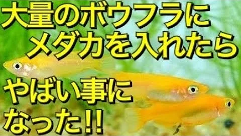 メダカ 大量 Mp3