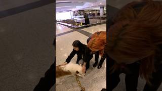 Interactions with my dog!! #doglover #dogs #shorts #viral #pet #vlog #travel #puppylove #shorys