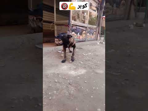 كوبر اشرس كلب مالينو فى مصر وتحدى مع احمد مكرونه