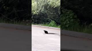 Crow cracks the peanuts and picks every bread then see what she does…#funny #cute #animals