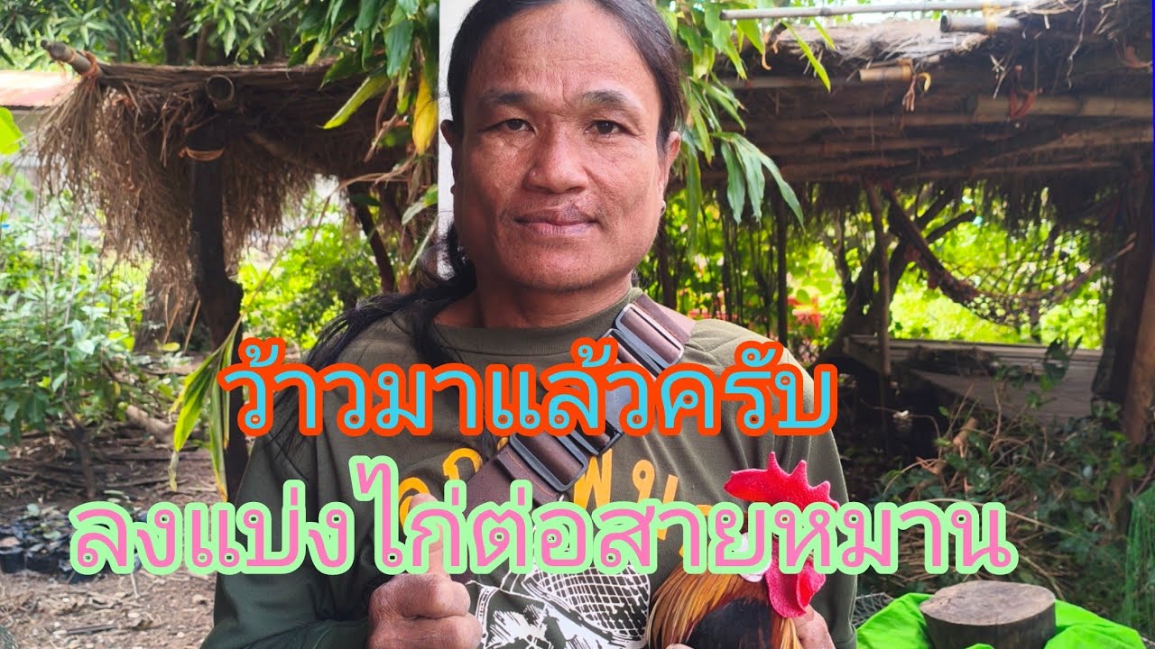 #ลงแบ่งไก่ลูกเจ้าหมานและลูกเจ้ายูทูป