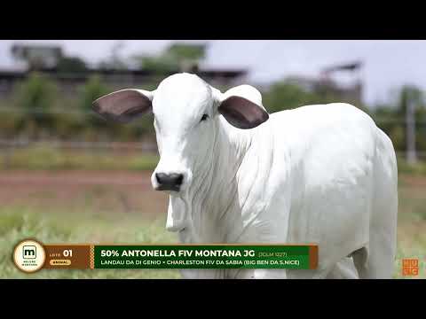 LOTE 01   ANTONELLA FIV MONTANA JG   JGLM 1227