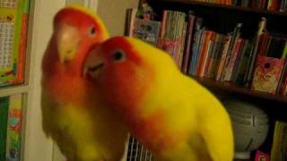 MVI_3047.AVI