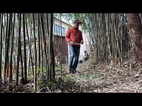 🪴 Garden Work in Japan: Testing an Antique Japanese Hand Saw on Bamboo – Japan Garden
