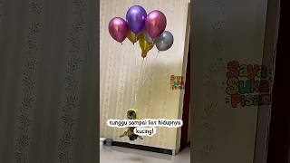 Download Lagu Maaf Lagi Pengen Jadi Kucing Aja 🤣 MP3