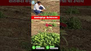 तुम्हीं पन असाच जुगाड करतात का ? झाडाला काठी बांधताना ही चूक टाळा ! #facts #dripirrigation #agri