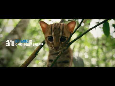 지구에서 가장 심쿵한 동물 TOP6_살쾡이