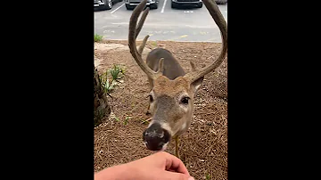 How COOL A FRIENDLY DEER Let Me PET Him Pet Deer 
