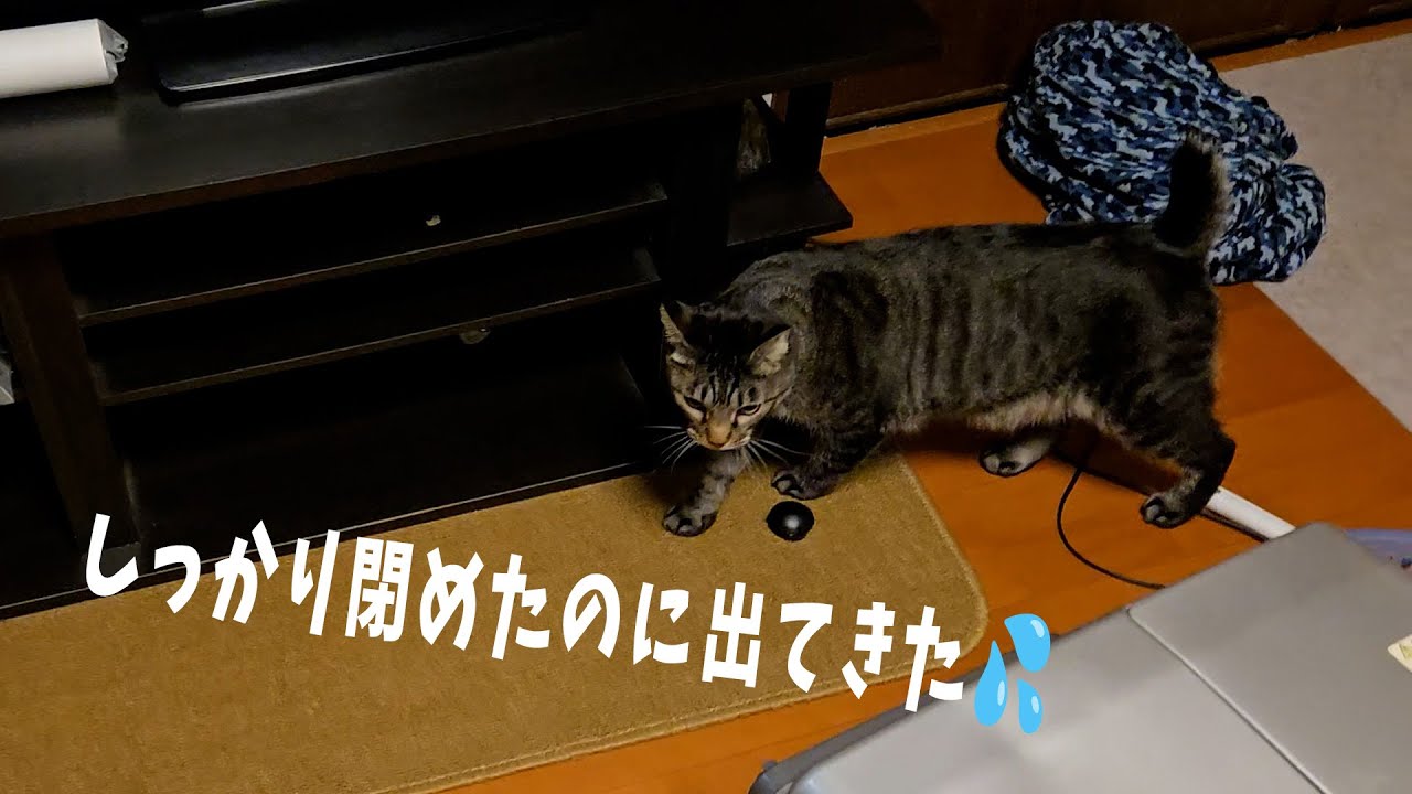 猫さん Escape King Jiro [Living with 4 Cats 1417s] - YouTube