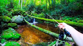 Fly Fishing a Tiny Creek Full of BEAUTIFUL Trout!!