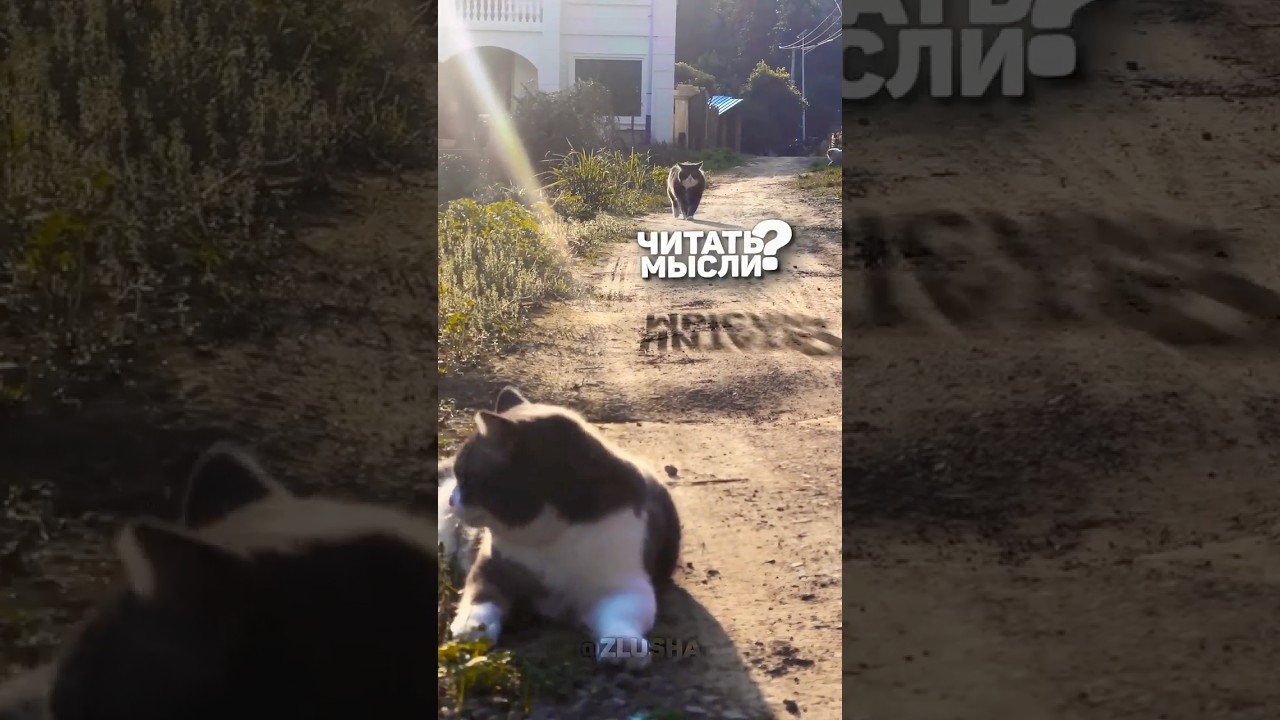 Отсидел срок за прошлый ролик...  