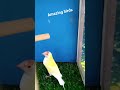 lotaino golden finch #for saill#Nomi parott house