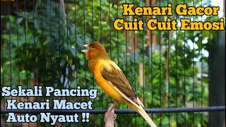 Kenari Gacor Panjang Cuit Cuit Emosi, Pancingan Kenari Paud Belajar Bunyi, terapi ampuh kenari macet