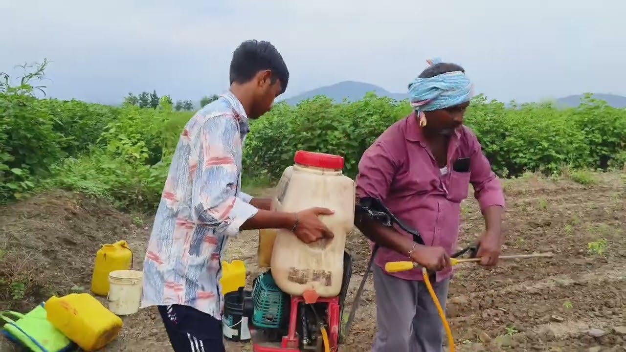 Pesticide Spraying in Chilli Field 🌶️ | Farmer Life