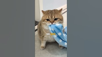 How to Entertain a Bored Cat 😿