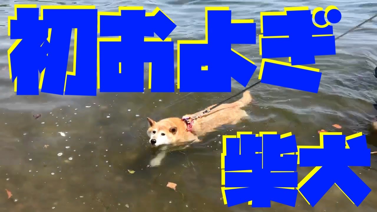 我が家の 犬の泳ぎの教え方 練習 柴犬しーば君の10歳超えての初めての泳ぎ 犬かき 北海道洞爺湖 キャンプ場にて Youtube