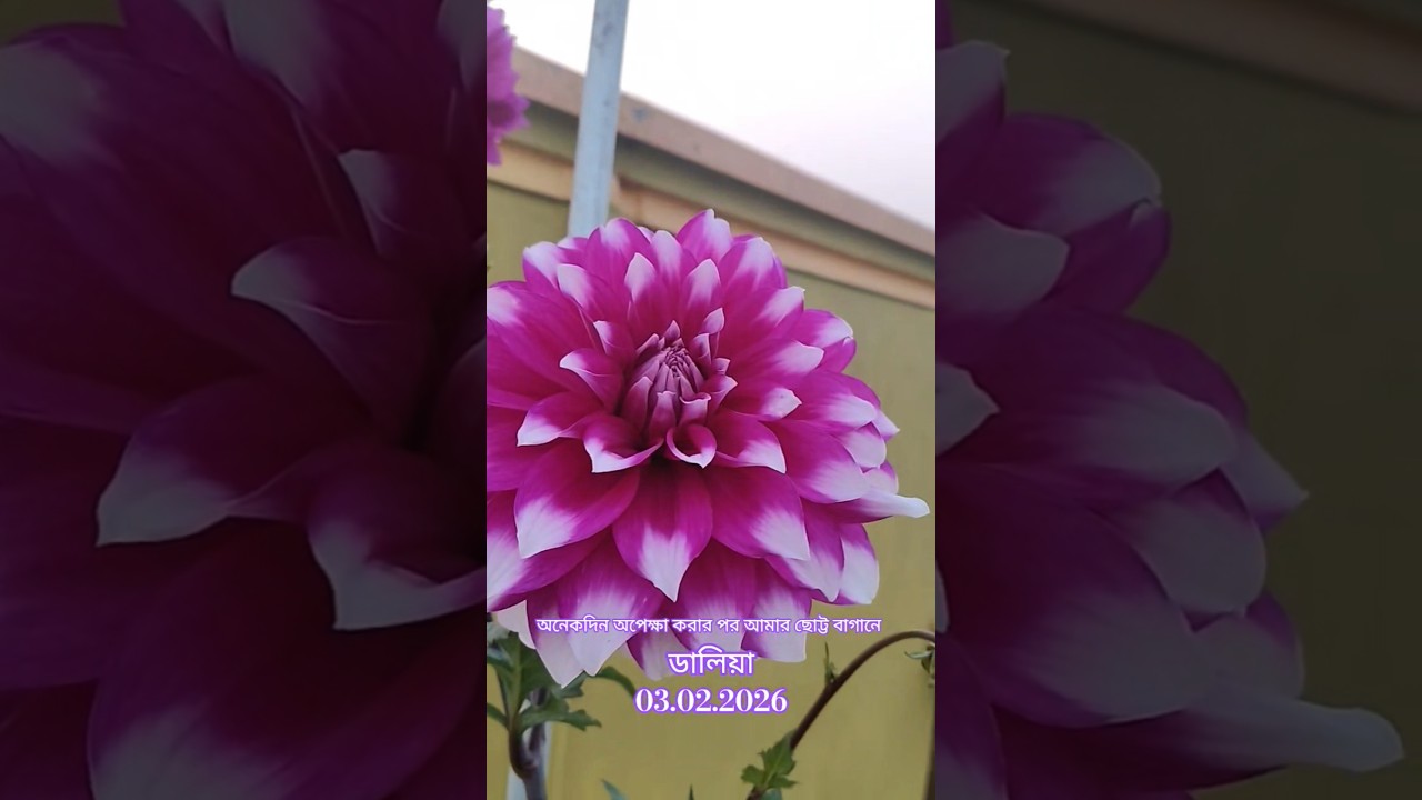দীর্ঘদিন অপেক্ষা করার পর আমার বাগানে ডালিয়া#flowers#garden#farming#love#shortvideo#song#shorts#2026