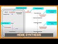Heme Synthesis Pathway (and Associated Diseases)