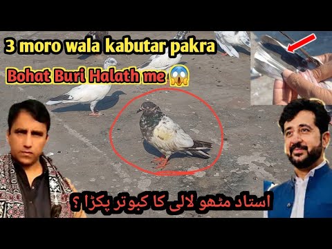 Ustad mithu lali ka kabutar pakra?| 3 Moro wala kabutar pakra | 4th baazi jeath 2026