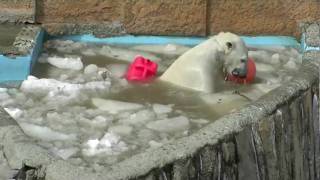 ピリカのプールデビュー2010