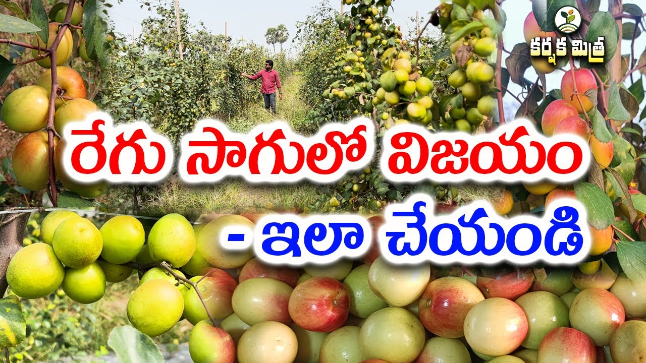 రేగు సాగులో ఇవి పాటిస్తే విజయం మీదే| The Apple Ber Farming Triumph by School Master | Karshaka Mitra