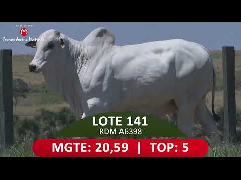 LOTE 141