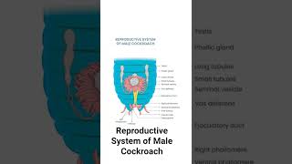 Reproductive System Of Male Cockroach #biology #neet #shorts #easy#viral