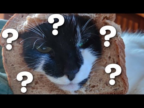  Why do cats make biscuits  YouTube