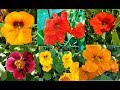 Nasturtiums: Growing, Uses, and Benefits