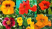 ☆ How to: Grow Nasturtium from Seed in Containers (A Complete Step by Step  Guide) - YouTube