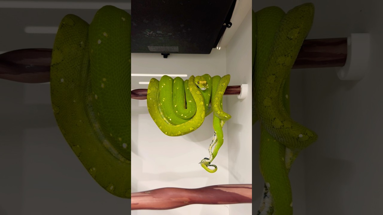 More breeding action from a pair of Green Tree Pythons.
