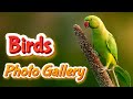 Birds Photo Gallery | Free HD Photos Collection | Yash Arts
