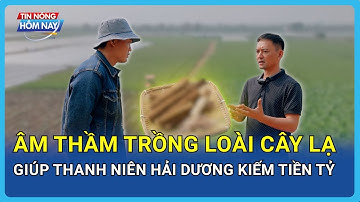 Âm Thầm Trồng Loài Cây Lạ Giúp Thanh Niên Hải Dương Kiếm Tiền Tỷ | Người Đặc Biệt | TIN NÓNG HÔM NAY