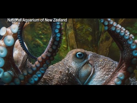 Videó: Pet Scoop: Tűzoltók adnak tengerimalac oxigén maszkot, az Octopus Escapes-t az akváriumtól