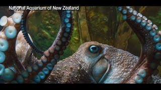 Octopus Escapes From New Zealand Aquarium