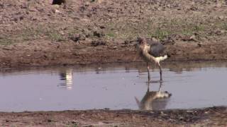 Marabou Stork catching catfish