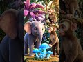 :“Baby Rabbit Saved from River 😢 | Emotional Jungle Story”