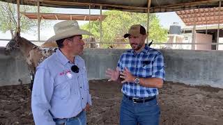 Hablando de Burros Brasileños (Jumentos) con Murillo Carlêto representando el Rancho LV 🇧🇷