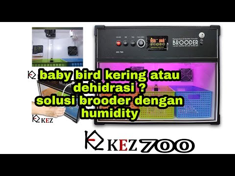 Video: Apakah inkubator memakan ruang tas?