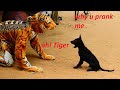 Fake tiger prank to dog very funny